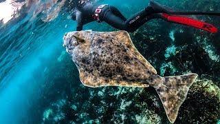 Return to the Arctic  HALIBUT Spearfishing in freezing waters [upl. by Worsham870]