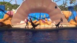 Miami Seaquarium Live Sea Lion Show [upl. by Anedal]