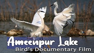 Ameenpur Lake Birds Documentary [upl. by Sherl]