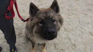 Raffi  Eurasier  3 Week Residential Dog Training at Adolescent Dogs [upl. by Ener]