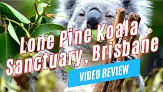 Things to Do at LONE PINE KOALA SANCTUARY Brisbane Australia  Video Review [upl. by Nerol]