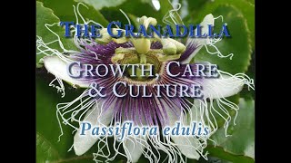 The Granadilla Growth Care and CulturePassiflora edulis [upl. by Lala]