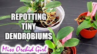 Repotting Dendrobium Orchid seedlings [upl. by Arihsaj]