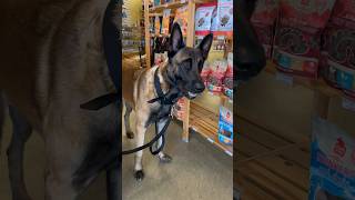 Dog Food Run doglife belgianmalinois nutrisource [upl. by Shani484]