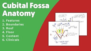 Cubital Fossa Anatomy 22  Diagram  Upper Limb Anatomy [upl. by Dorthea]