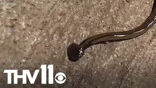 Unfriendly hammerhead worms invade Arkansas [upl. by Ilysa]