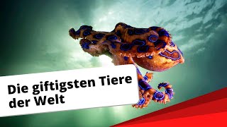 Top10 Die giftigsten Tiere der Welt [upl. by Mary]