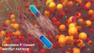 Listeria monocytogenes un modèle exceptionnel en biologie des infections [upl. by Tumer]