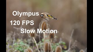 WILDLIFE PHOTOGRAPHY  Olympus OMD EM1 Mark III for video  Farlington Marshes 2020 [upl. by Karlise]