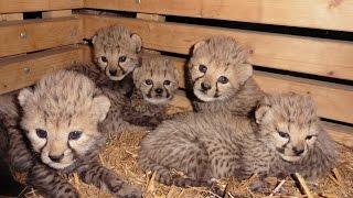 GepardenNachwuchs im Zoo Rostock [upl. by Ming]