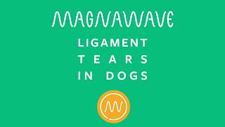 Ligament Tears in Dogs  MagnaWave [upl. by Yarw]