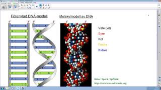 Genetik DNA gener och kromosomer [upl. by Kared]