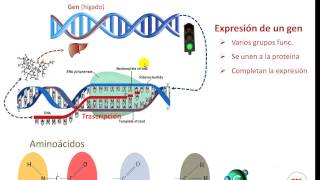 Epigenetica Expresión y silenciamiento de genes [upl. by Loredo317]