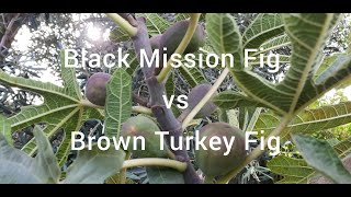 Black Mission Fig vs Brown Turkey Fig [upl. by Eelanaj]