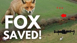 Fox SAVED from hunt [upl. by Lozar]