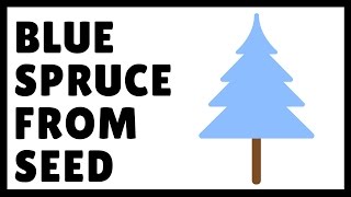 How to Grow Blue Spruce From Seed [upl. by Verlie]