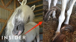 Rescue Horse With 30Pound Hooves Can Walk Again  Insider [upl. by Enomad]