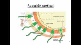 BIOLOGIA MC  Fecundación y Embriogénesis Parte 1 Fecundación [upl. by Faunie526]