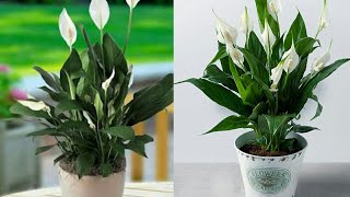 Peace lily plant care [upl. by Muhcan312]