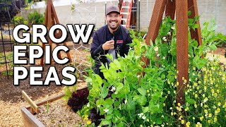 How to Grow Peas From Seed to Harvest [upl. by Short909]