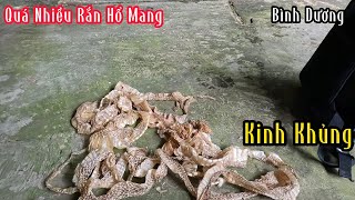 Bình Dương  Kinh khủng Rắn Hổ Mang Lột Da Nhiều Không Tả  Mười Thương Săn Bắt [upl. by Murage]