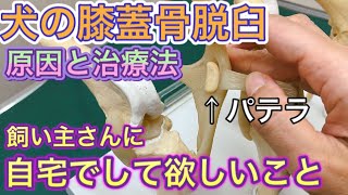 【犬の膝蓋骨脱臼について】動物病院が飼い主さんにしてほしいこと。グレード分類や治療法について獣医師が解説しています。 [upl. by Keram150]