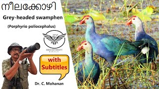 Greyheaded Swamphen  Neela Kozhi  Purple Swamphen  Birds In Malayalam  Wildlife  Bird Kerala [upl. by Ansilme]