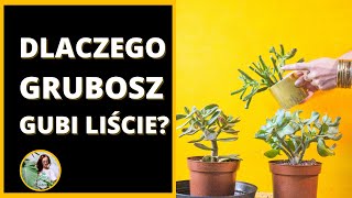 Dlaczego DRZEWKO SZCZĘŚCIA  grubosz gubi zrzuca liście [upl. by Scotney]