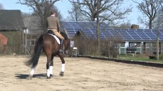 Hanoverian Dressage Horse by Stallion Lanciano [upl. by Kenwee]