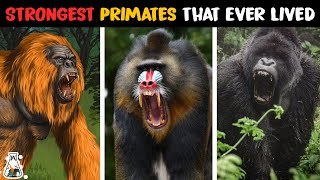 10 Strongest Monkeys and Apes That Ever Lived [upl. by Nicolis743]