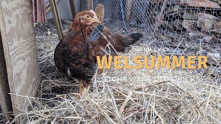 Welsummer 8WeekOld Chicks [upl. by Odranoel]