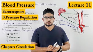 Blood pressure And its Regulation  Chapter Circulation Video 11 [upl. by Ellehsat]