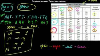 26 задания по теме генетический код [upl. by Laird]