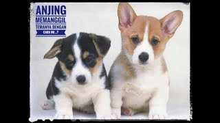 SUARA ANJING MEMANGGIL TEMANYA ❗❗❗ [upl. by Florie]