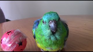 😍RED RUMP PARROT ALWAYS HAS SOMETHING TO SAY❤🦜parrot lover [upl. by Traver]