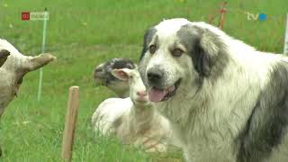 Herdenschutzhunde sind Mangelware [upl. by Stiegler]