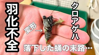 【羽化不全】前蛹が落下し変形した蛹から出てきた姿が衝撃的だった【クロアゲハ】 [upl. by Anairotciv]