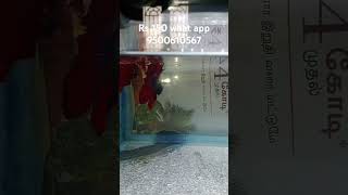 Red betta fish for sale redbetta [upl. by Browning]