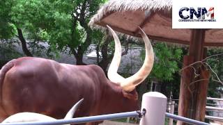 Ankole Watusi Bull with GIGANTIC Horns  biggest Ive ever seen [upl. by Abdu372]