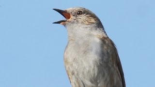 Dunnock Song  Hedge Sparrow [upl. by Ycnan]