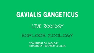 Gavialis gangeticus [upl. by Tiana]