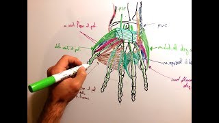 Mușchii mâinii [upl. by Atteuqaj]