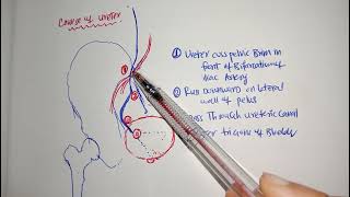 COURSE OF URETER Gyneacology Chap1ten teacher gynea [upl. by Fawna893]