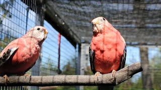 Rosey Bourke Parakeets bathing playing and singing  Bourke Parakeet Sounds [upl. by Zerline]