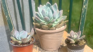 Graptoveria Opalina cuidados y reproducción [upl. by Ened]