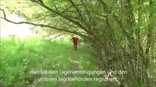 Nachsuche Rehbock  Hannoversche Schweißhund HSH  Jagdfilm [upl. by Erelia911]