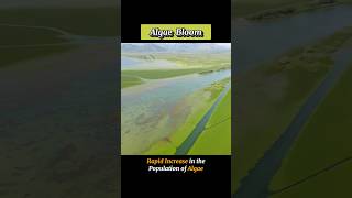 ALGAE BLOOM  algaebloom  WHAT IS ALGAE BLOOM shortsviraltrending [upl. by Otrevogir284]