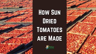 How Sun Dried Tomatoes are Made in California [upl. by Mordy662]