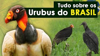 URUBUS do BRASIL  O incrível Uruburei  Como os urubus encontram comida [upl. by Helbona857]