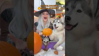 RICETTA dei DOLCETTI a forma di ZUCCA🎃😋🐶 ricetta cibo food halloween cane dog [upl. by Hootman]